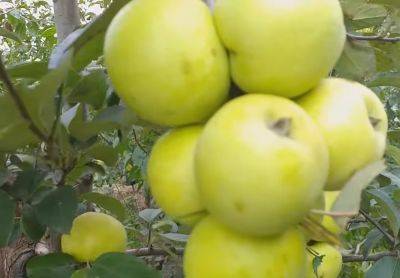 Нужно употреблять с осторожностью: врачи рассказали, чем могут быть опасны яблоки