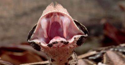 Может убить 6 человек. У этой гадюки самые длинные клыки среди всех ядовитых змей на Земле (фото)