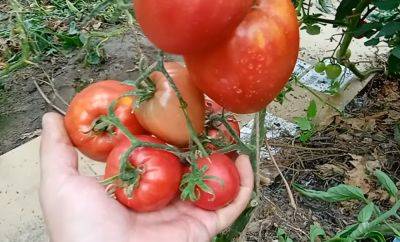 Придется полностью счищать шкурку: почему помидоры вырастают толстошкурыми