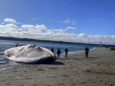 На побережье Чили выбросился огромный синий кит - unn.com.ua - Украина - Киев - Чили - Сантьяго