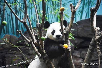 Китайские археологи нашли первое захоронение панды в 2000-летней гробнице династии Хань