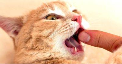 Самый странный укус в мире. Бездомная кошка заразила мужчину неизвестной науке инфекцией