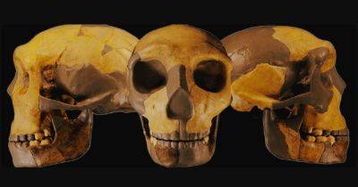 Совершенно новый человек на Земле. В Китае обнаружили древний череп, не похожий ни на что другое (фото)