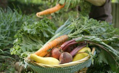 Наедайтесь от пуза: какие овощи и фрукты нужно потреблять в августе, чтобы получить максимум пользы