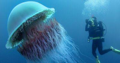 Португальский военный кораблик: ученые рассказали о необычных медузах и что делать при укусе