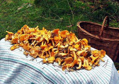 Статистика: жители Чехии собрали в лесах рекордный объем грибов и ягод
