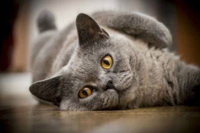 Всемирный день кошек – ученые назвали пользу от домашних кошек - apostrophe.ua - Украина