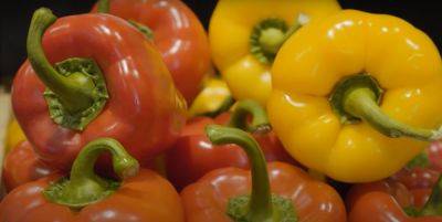 Овощной светлофор: почему болгарский перец имеет разный цвет, и как это влияет на здоровье