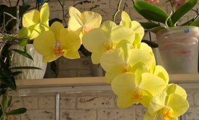 Будет цвести без остановки: чем нужно полить орхидею