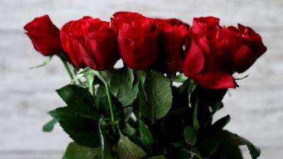 Цветы будут радовать вас неделями: как в домашних условиях продлить свежесть букета роз