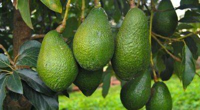 Авокадо с токсинами завезли в Украину из Перу – предупреждение специалистов