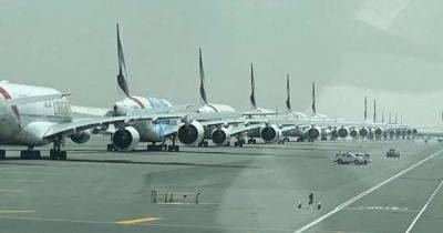 Необычный "пассажир" переполошил аэропорт Дубая, задержав вылет на час /видео/