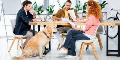 Хорошие новости. Наличие собаки в офисе улучшает качество жизни сотрудников — исследование