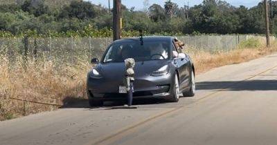 Автопилот Tesla спутал плюшевого медведя с водителем и сбил пешехода (видео)