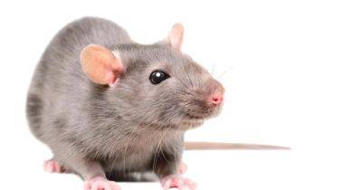Эликсир молодости. Ученые скрестили старых мышей с молодыми, и это обернуло старение вспять