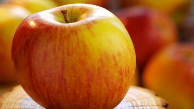 Сладкие, будто мед: какой сорт яблок самый сладкий в августе в Украине
