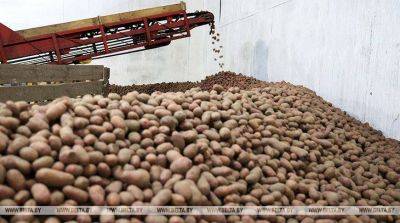 В какие страны Беларусь поставляет картофель