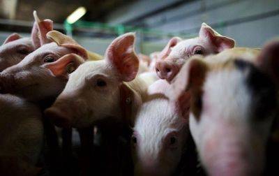 В Кировоградской области обнаружили африканскую чуму свиней