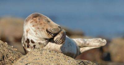 Ушли на карантин. Ученые обнаружили странное социальное поведение среди тюленей - focus.ua - Украина