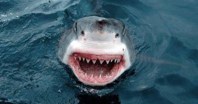 Не любят человечину, просто рыбачат: ученые рассказали, почему акулы нападают на людей - focus.ua - США - Украина - Нью-Йорк - шт.Флорида - Нью-Йорк