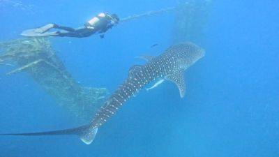 Китовая акула подплыла к берегу Эйлата: видео