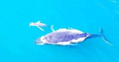 Крошка Моби Дик. У берегов Австралии засняли детеныша редкого белого горбатого кита (видео)
