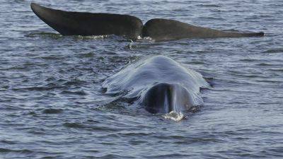 Исландия возобновляет китобойный промысел