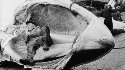 Исландия возобновила китобойный промысел