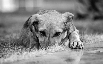 За жестокое избиение собаки в Латвии наложен штраф 2000 евро