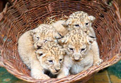 В чешском зоопарке родились редкие львята