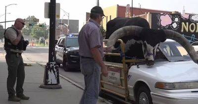 Переделал машину: мужчина катался по городу с огромным быком внутри (видео)