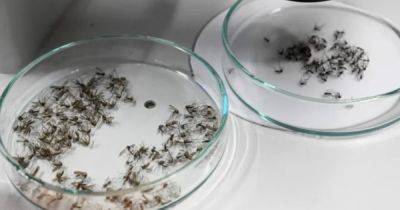 Почти захватили Францию: в Париже начали уничтожать насекомых, которые переносят вирус денге