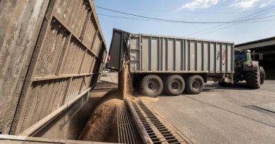 "Это блокада": Украина оспорит в суде запрет на импорт зерна в ЕС, если его продлят, — ОП - focus.ua - Украина - Румыния - Венгрия - Польша - Болгария - Словакия - Блокада