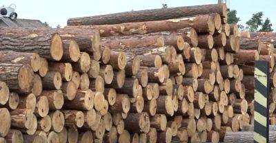 Времени почти не осталось: украинцам нужно забрать бесплатные дрова на зиму