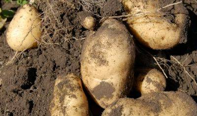 Терміново спасаймо врожай: як потрібно обробити картоплю від фітофторозу
