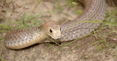 Мужчина умер в результате укуса змеи после того, как оторвал рептилию от ноги друга