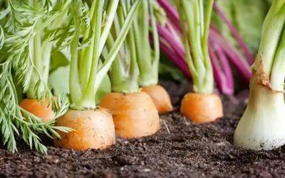 Буде зберігатися довго: як подовжити термін зберігання моркви з городу