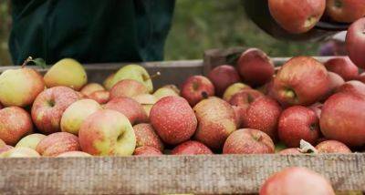 Потрібно знати цей нюанс: лайфхак, який допоможе купувати вам якісні яблука, що будуть довго зберігатися
