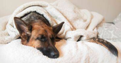 Как распознать деменцию у собаки: кинолог назвала основные признаки заболевания