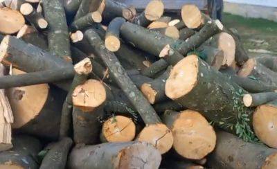 Помощь в отопительном сезоне: украинцам раздадут бесплатные дрова на зиму