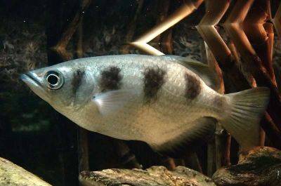 Рыба-лучник живет без коры головного мозга и демонстрирует одинаковое поведение с другими рыбами