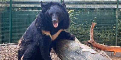Один из немногих уцелевших. Зоопарк Шотландии предоставил приют медведю из Украины, который пострадал из-за войны