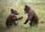 В Глубокском районе грибники встретили в лесу трех медвежат и записали милое видео