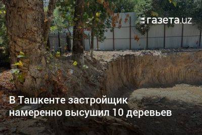 В Ташкенте застройщик намеренно высушил 10 деревьев