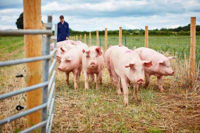 Карантин в Киевской области ввели из-за вспышки африканской чумы свиней - где и какие запреты действуют