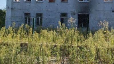 "Город процветает": На тротуарах оккупированного Северодонецка растут тыквы - фото