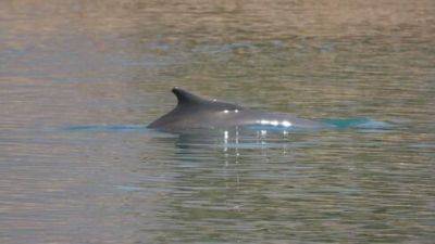 Редкий гость: через 2 года горбатый дельфин вернулся к берегам Эйлата