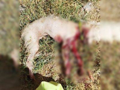 В Одессе мужчина зарезал собаку на глазах горожан | Новости Одессы - odessa-life.od.ua - Украина - Одесса