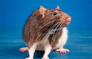 Жители одного из домов в Гродно столкнулись с нашествием крыс из подвала