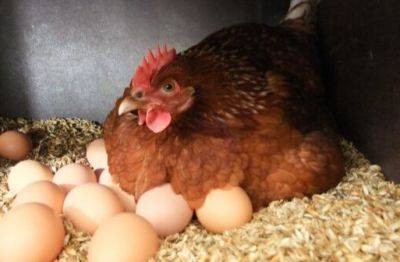 Снова подорожание: украинцев предупредили о новых ценах на курятину и яйца